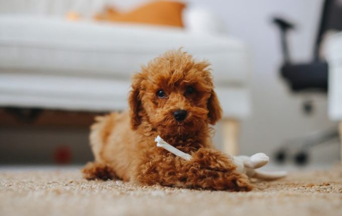 miniature poodle dog goes viral for death stare