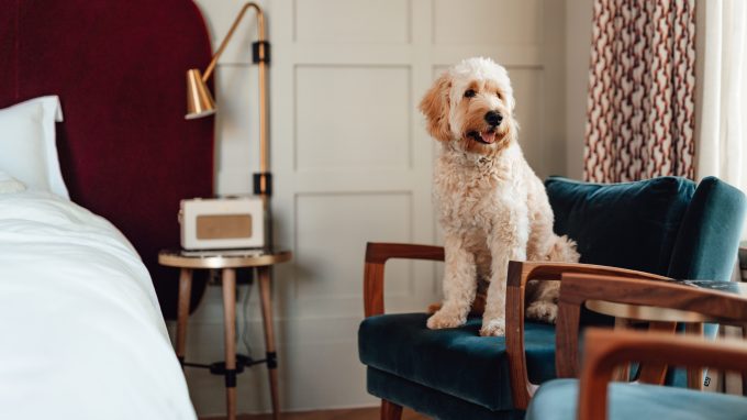 Goldendoodle on a hotel chair