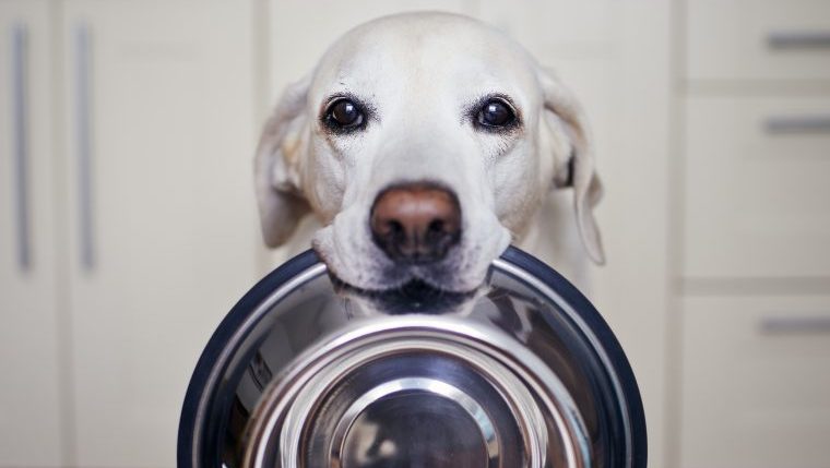 5 Reasons Why Your Dog Is Always Hungry  