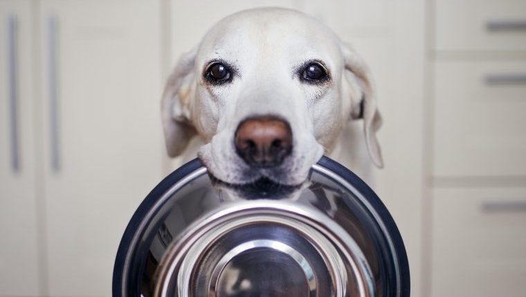 5-reasons-why-your-dog-is-always-hungry-and-what-to-do-about-it