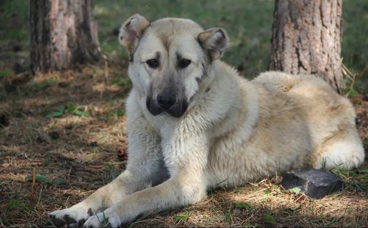 Find a Pet Sitter in Armenia