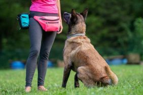 dog trainer arrested for animal abuse