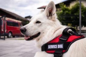 service dog emotional support animals