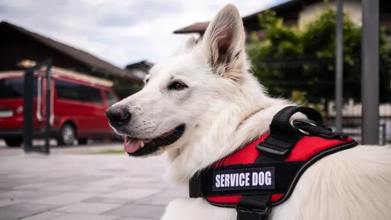 service dog emotional support animals