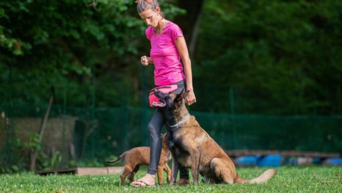 Belgian Malinois dog trainer arrested