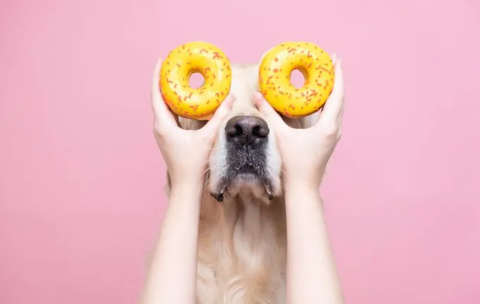 dog with donut eyes best food-themed dog names