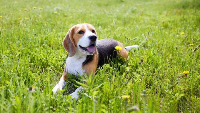 A Beagle dog lays in the grass.