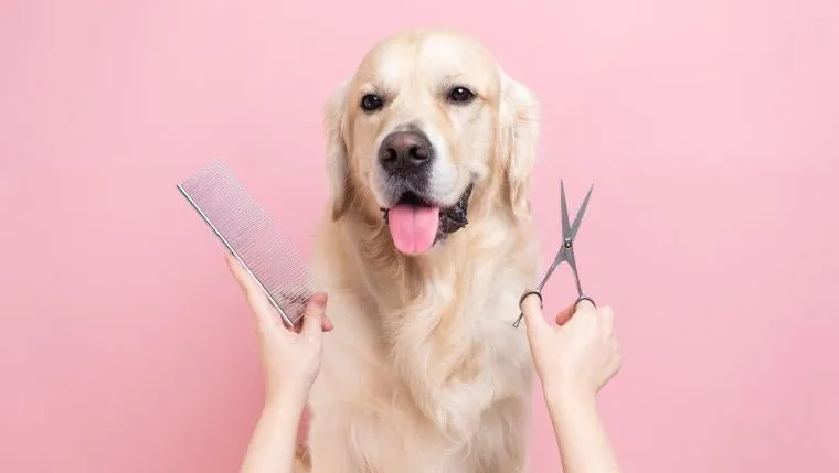 A Golden Retriever waits for a grooming.,