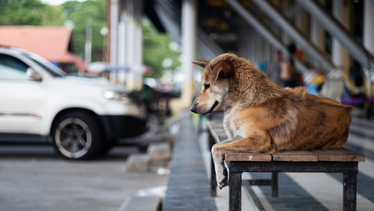 dog waiting for animal advocate