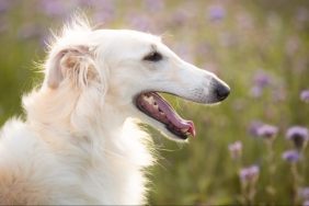 Borzoi in a field of flowers