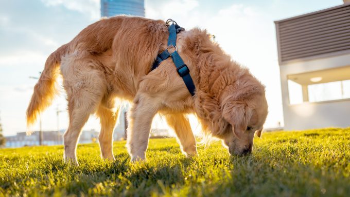 golden retriever sniffing conservation dogs