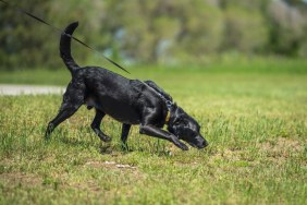 A Black Labrador sniffs in a field.