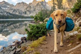 dog hiking with pack how to clean your dogs outdoor gear