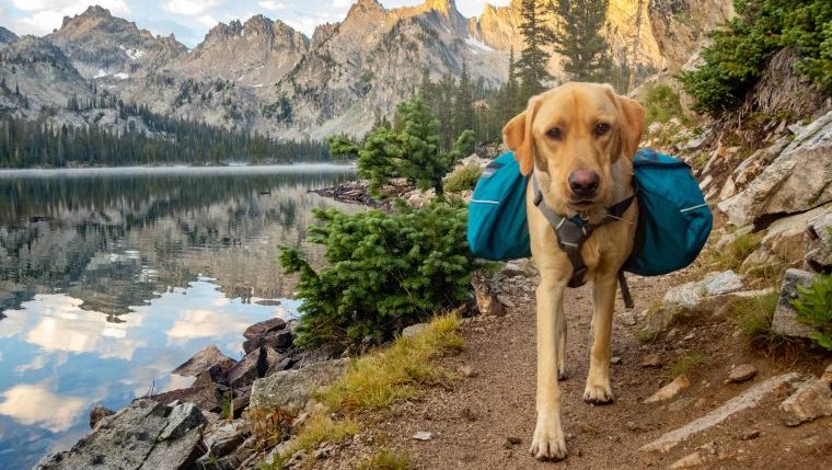 How To Clean Your Dog’s Outdoor Gear - DogTime