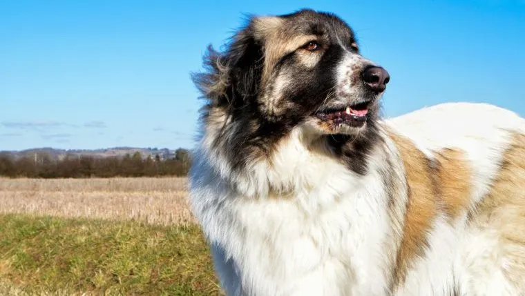 best names for livestock guardian dogs