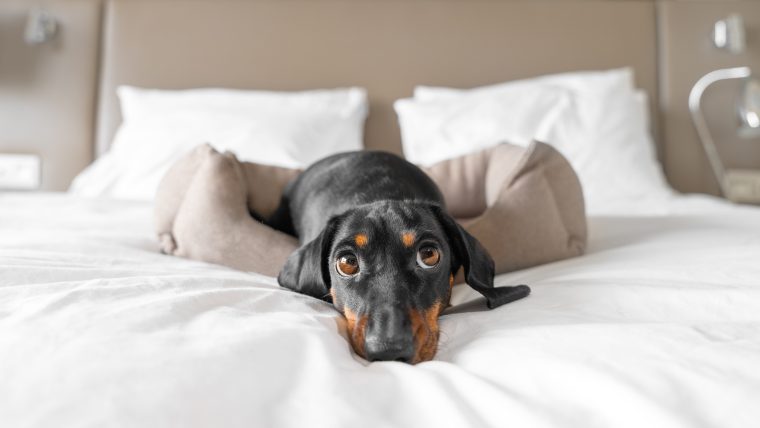 Dachshund lounging in a hotel bed
