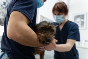 ukrainian veterinarians help dogs on front lines