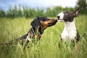 A Dachshund and Bull Terrier meeting