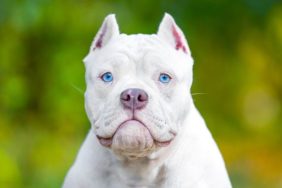 UK dog show canceled for dogs with cropped ears