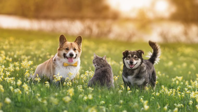 Reasons Why Dogs Are Better Than Cats - DogTime