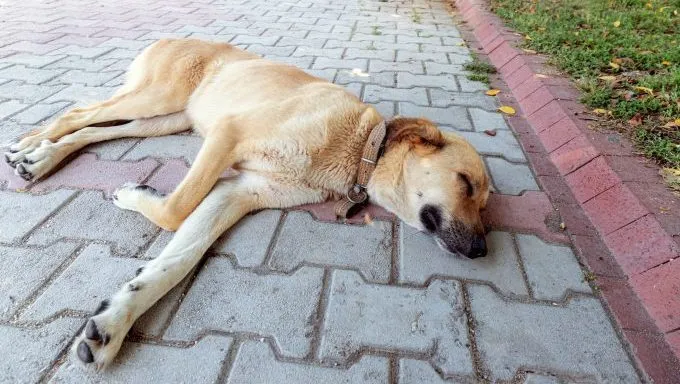 dog lying on driveway dog shot to death