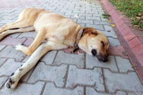 dog lying on driveway dog shot to death