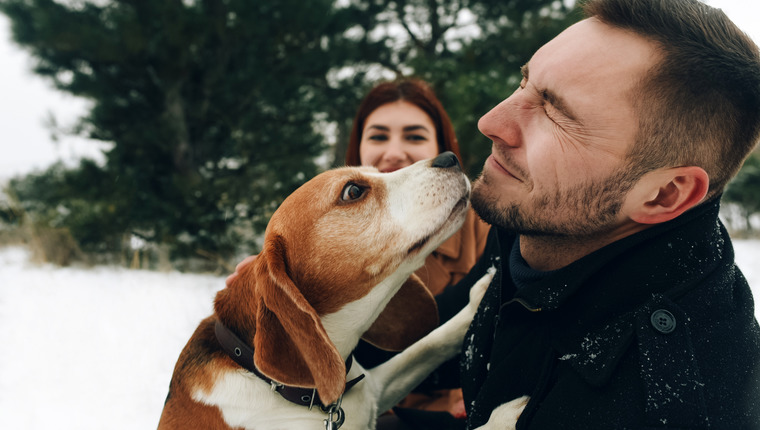 A Beagle excitedly kisses a man's face.