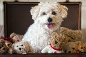 dog in suitcase dog breeds that look like teddy bears