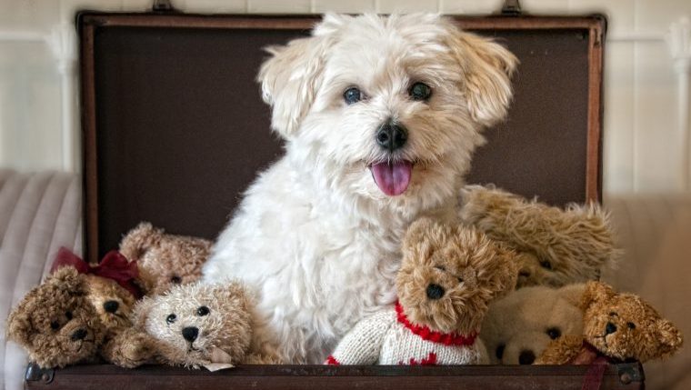 dog in suitcase dog breeds that look like teddy bears