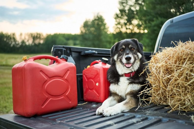 Shepherd dog sitting in pick-up truck with dry grass and two red plastic cans on a farm field, causes of petroleum hydrocarbon toxicosis or poisoning by petroleum products in dogs.
