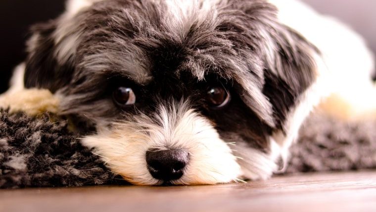 A Sheepadoodle with black and white coloring looks at the camera.
