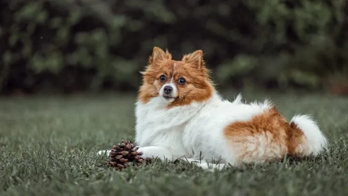 dogs that look like foxes