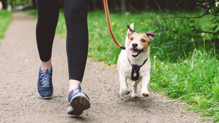 woman walking dog breed guide for people who like long walks