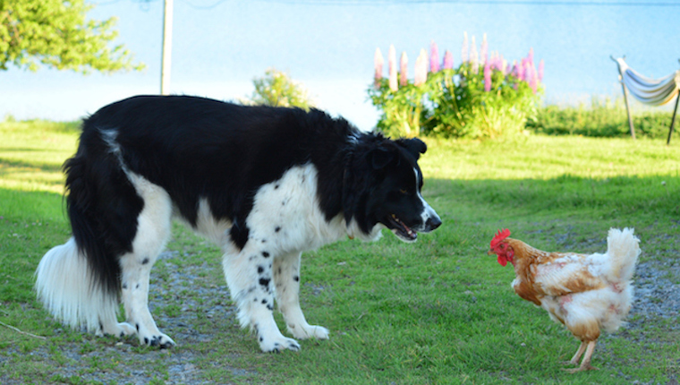 livestock guardian dogs for chickens