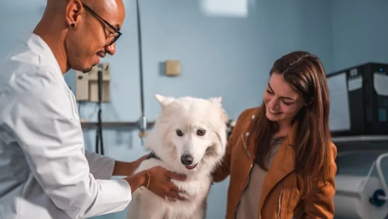 A Complete Guide to Vet Visit Costs for Dog Owners - DogTime