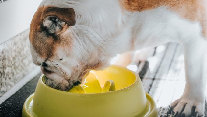 An English Bulldog eats from a common variant of slow feeder bowl.