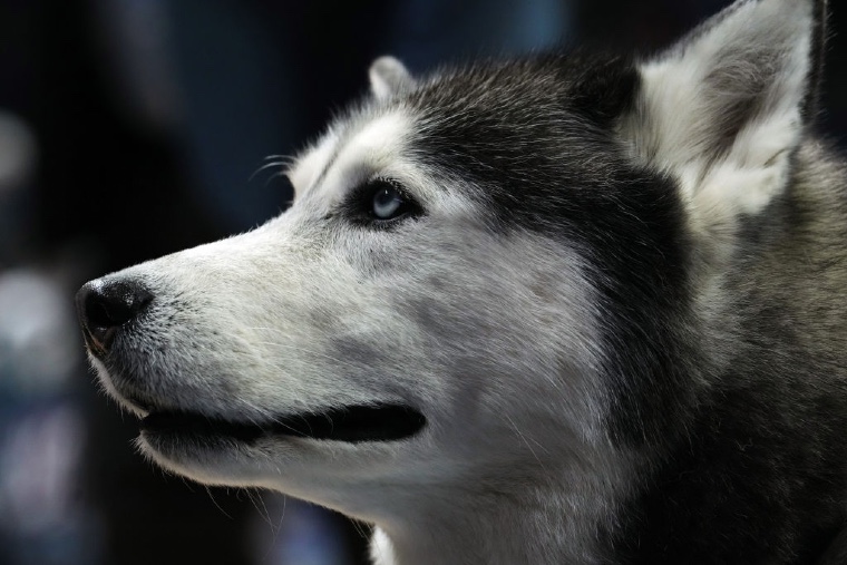 Husky Hangs Out in the Mariners' Dugout During Baseball Game (And the Crowd  Goes Wild)