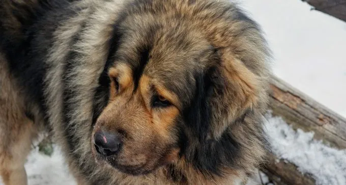 close-up tibetan mastiff dog breeds that look like bears