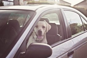 dog trapped in car fire dies