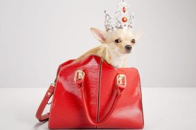 chihuahua with crown worlds shortest dog