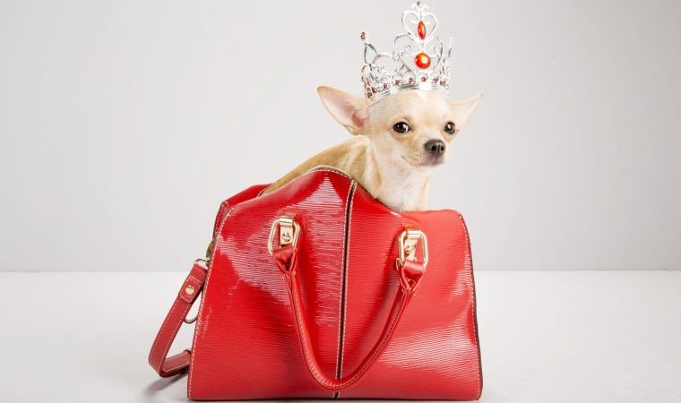 chihuahua with crown worlds shortest dog
