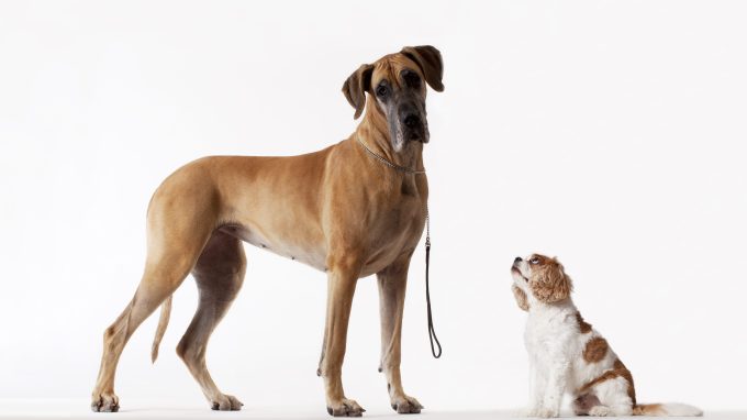 Great Dane and Cavalier King Charles Spaniel