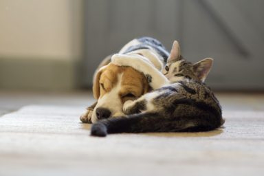 Beagle and cat
