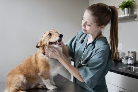 Dog sitting on an exam room table being treated by a vet