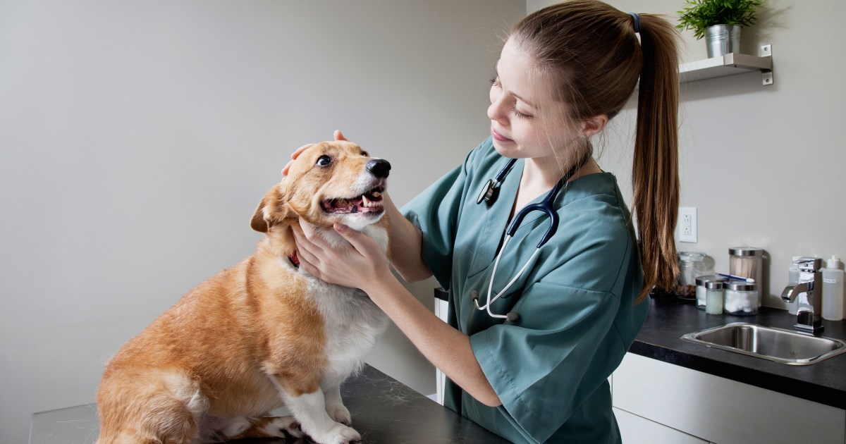 How To Get Free or Lowcost Vet Care For Your Dog