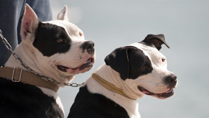 2 dogs shot by Boston police