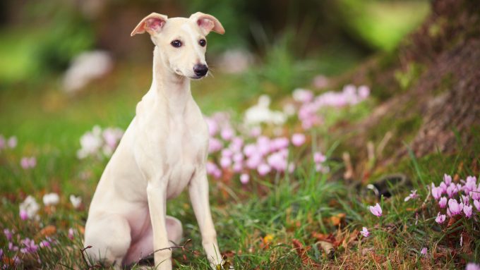 12 Dog Breeds With Long Noses: Dachshund, Greyhounds, and More