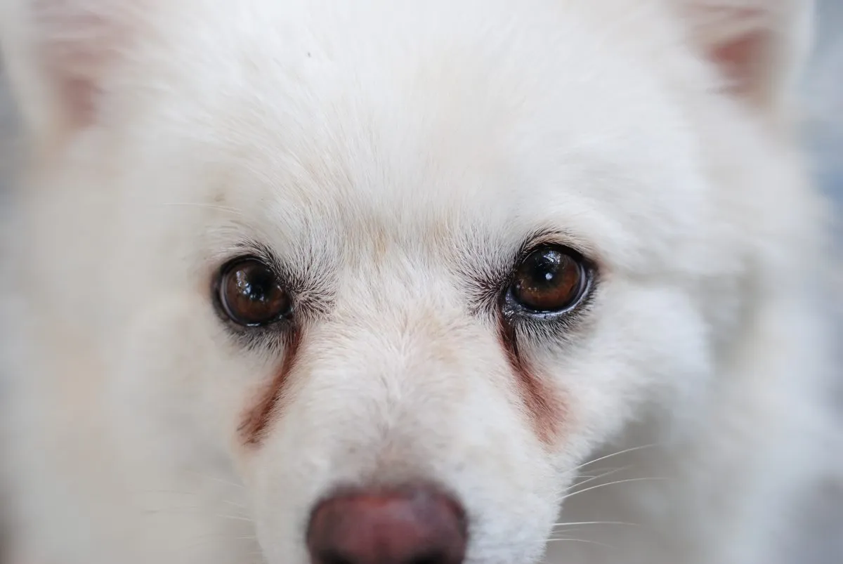 Filtered water for dog best sale tear stains