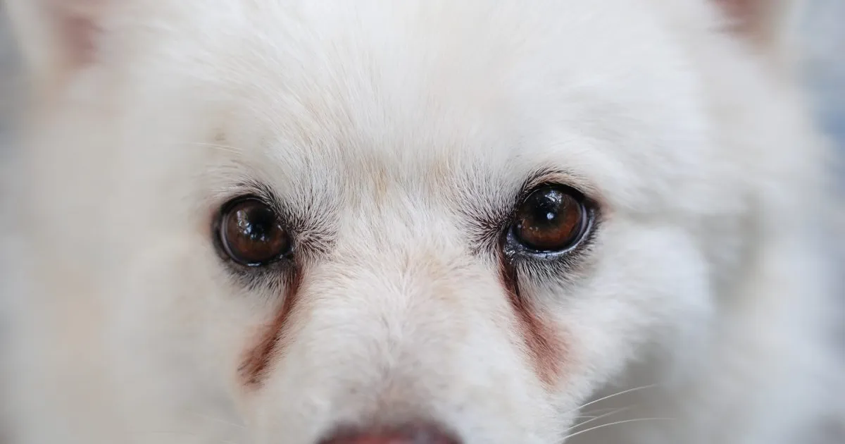 White puppy having stains on its eyes caused by eye discharge.