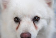 White puppy having stains on its eyes caused by eye discharge.